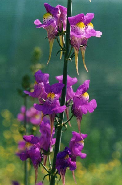 Linaria triornithophora en fleurs sur les lisières de forêts dans le nord-ouest du Portugal